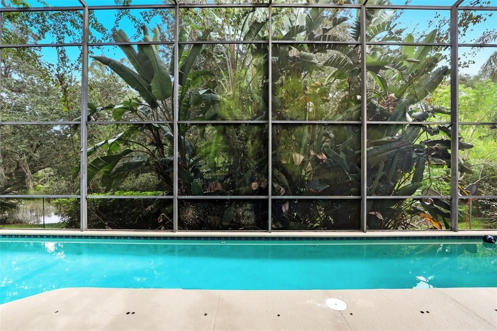 Glass Ceilings, Interior, Pool, Sun Room