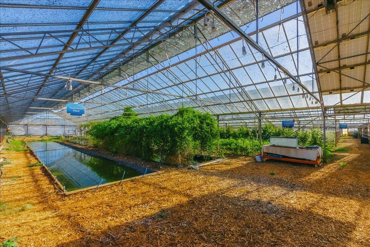 Backyard, Exterior, Glass Ceilings, Sun Room