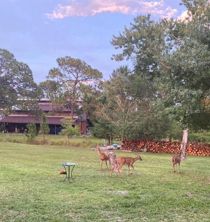 Backyard, Exterior