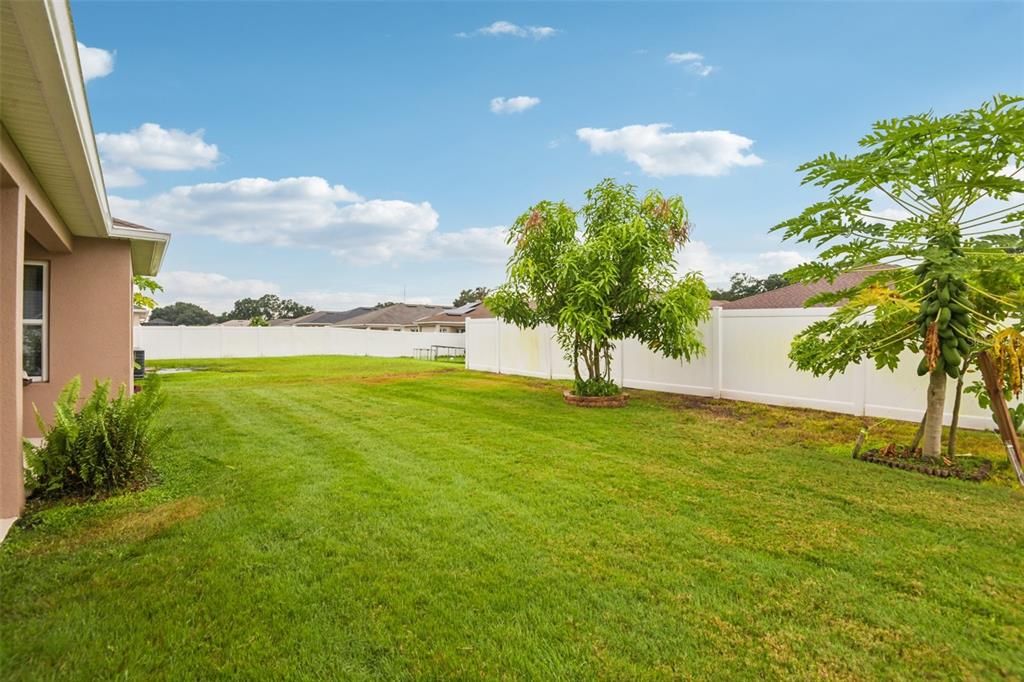 Backyard, Exterior