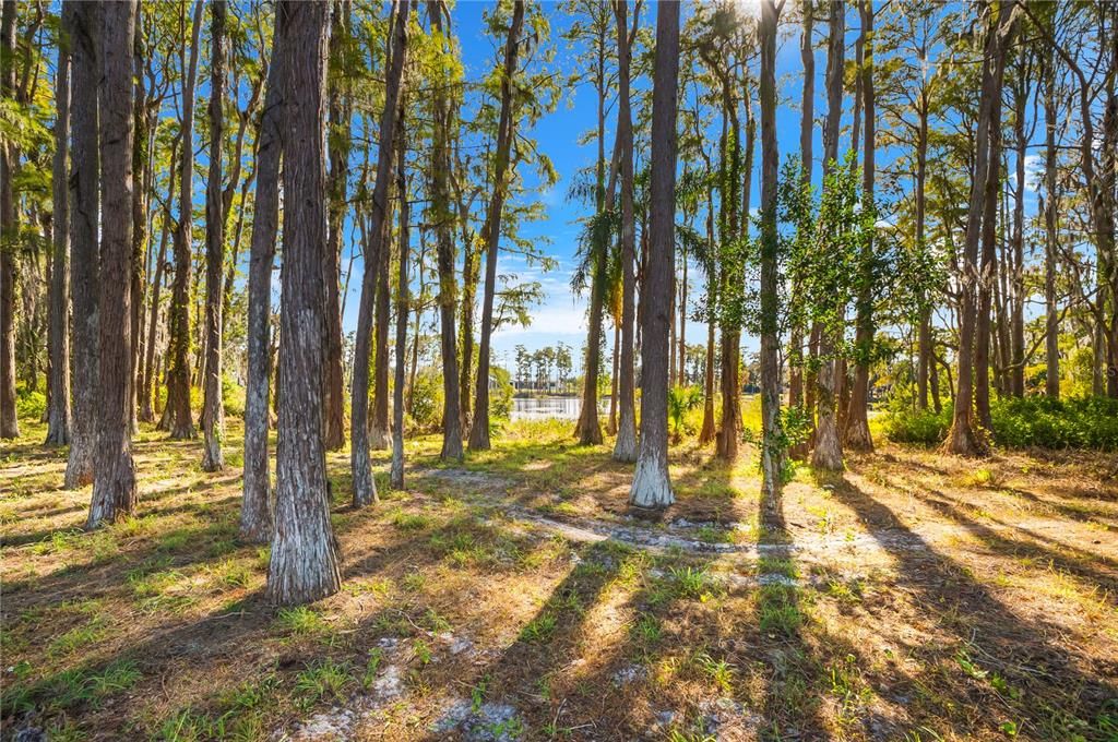 Backyard, Exterior, Water
